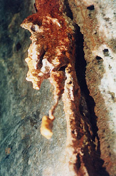 Stalactites aux formes étranges.