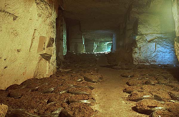 Cave � champignons.