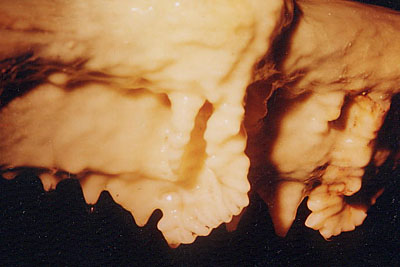 g-details.jpg (29464 octets)