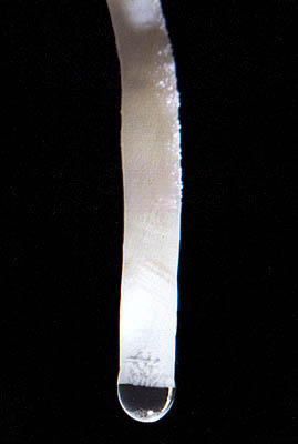 Fistuleuse, taille 5 cm