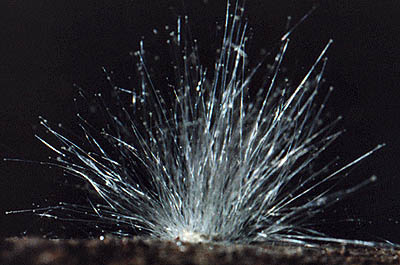 Moisissure, taille 4 cm
