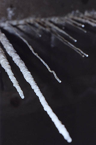 Stalactites, taille 60 cm