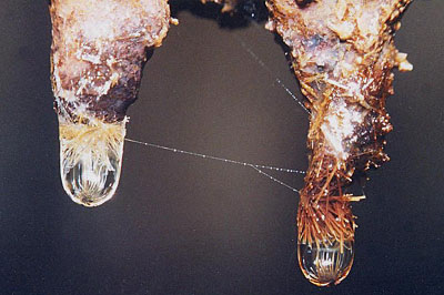 Stalactites comportant des cristaux aciculaires colorés par l'hydroxyde de fer et déposés par l'eau carbonatée, taille 3 cm.