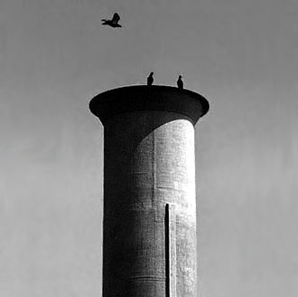 upo-oiseaux2.jpg (16010 octets)